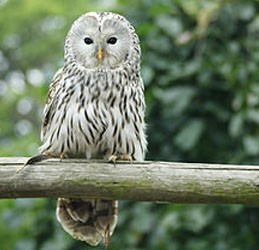 Ууль  (Хув ууль)